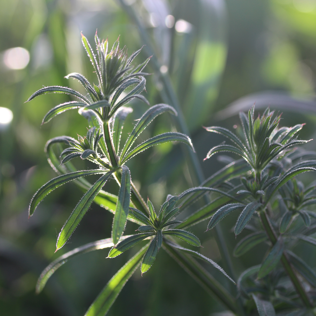 Cleaver Plant Benefits and Medicinal Uses The Old Farmer's Almanac